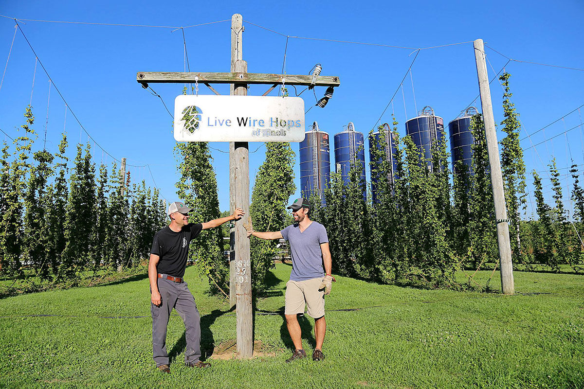 Live Wire Hops